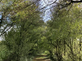 Wald an der Via Cluny in Romenay