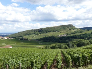 Blick auf den Weinberg und den Roche de Solutré
