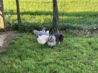 Hens of the gîte le Benouchon