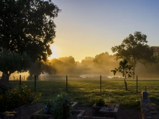 Nebel bei Sonnenaufgang über dem Benouchon Garten