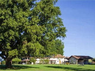 Große Benouchon Eiche und Blick auf das Haus