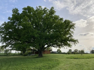 Oak and differentiaded mowing at the gîte le Benouchon